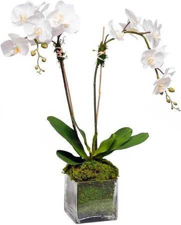 Double White Orchids in Glass Cube