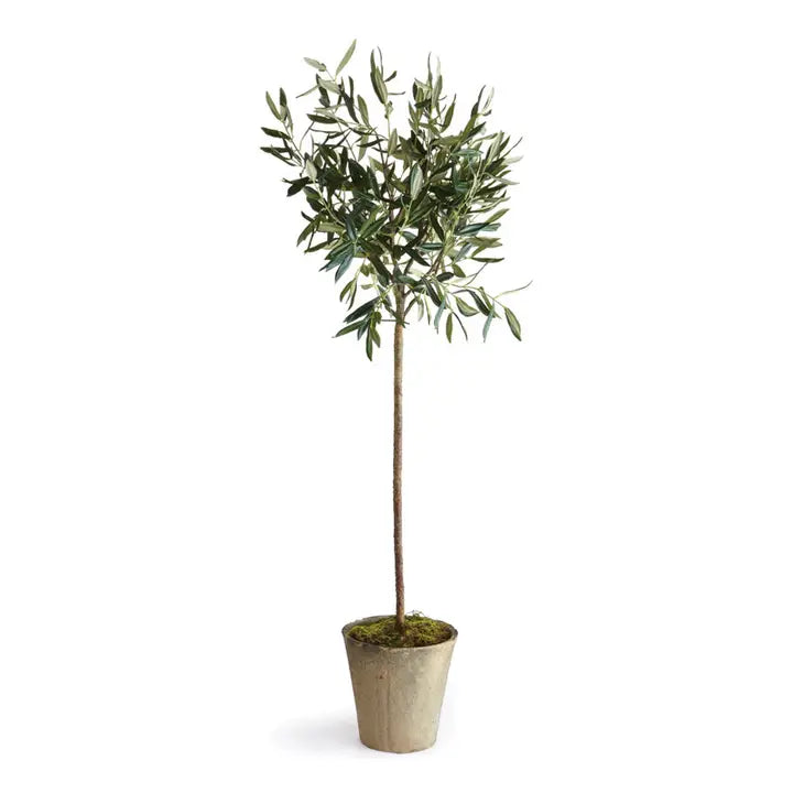 Olive Tree Potted
