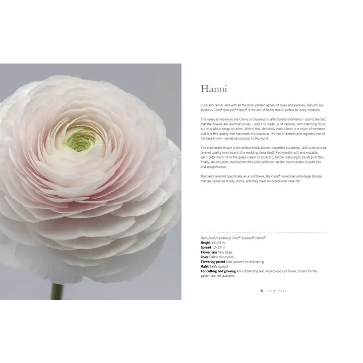 Ranunculus