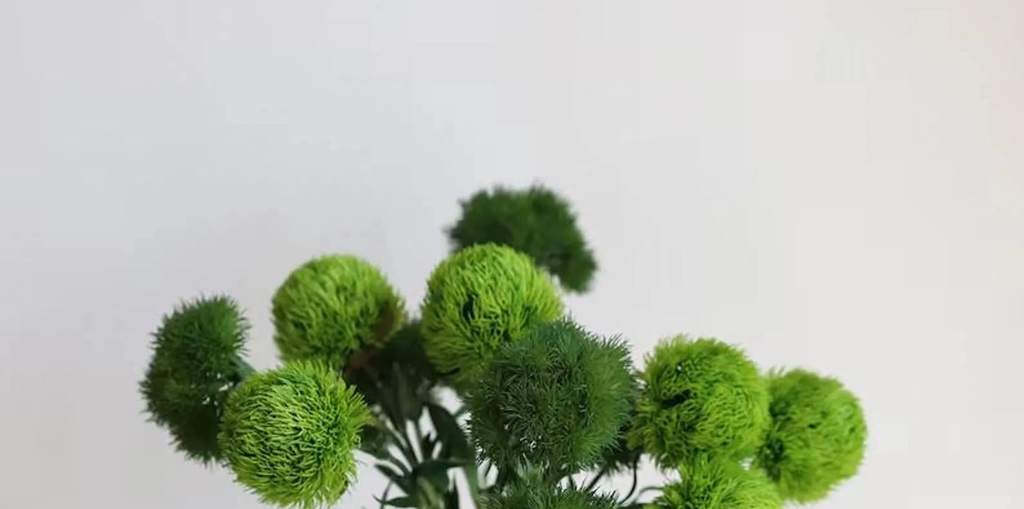 Dianthus Spray