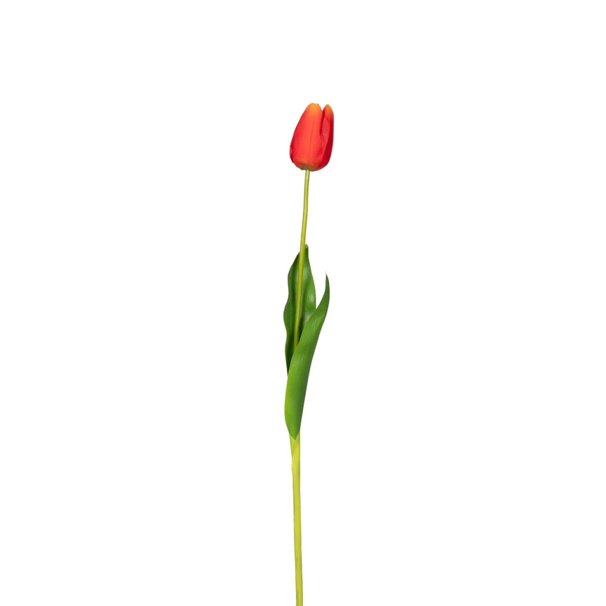 Orange Tulip Stem