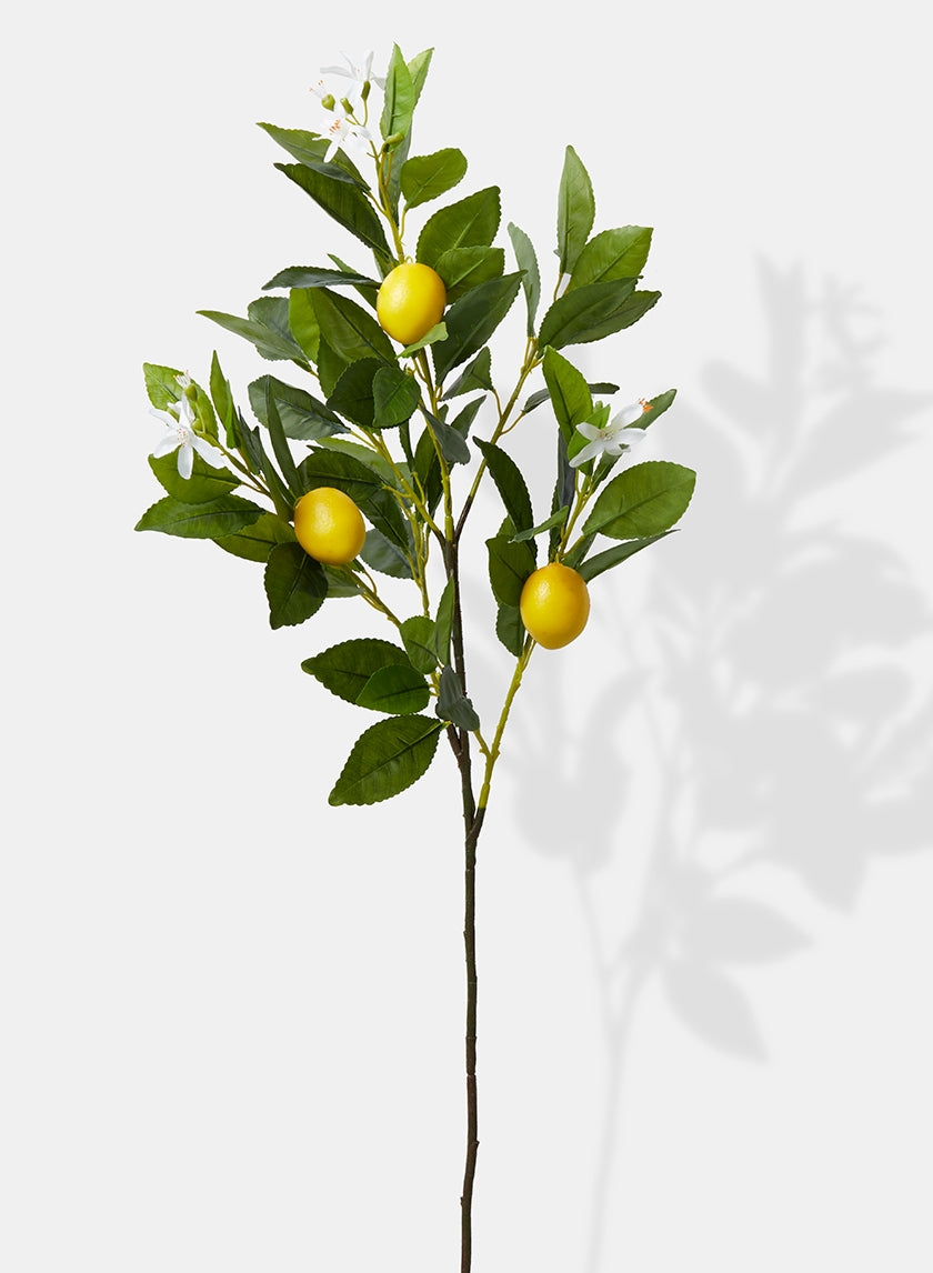 Lemon Tree Branch