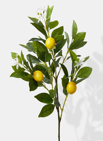 Lemon Tree Branch