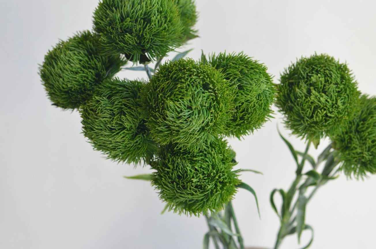 Dianthus Spray