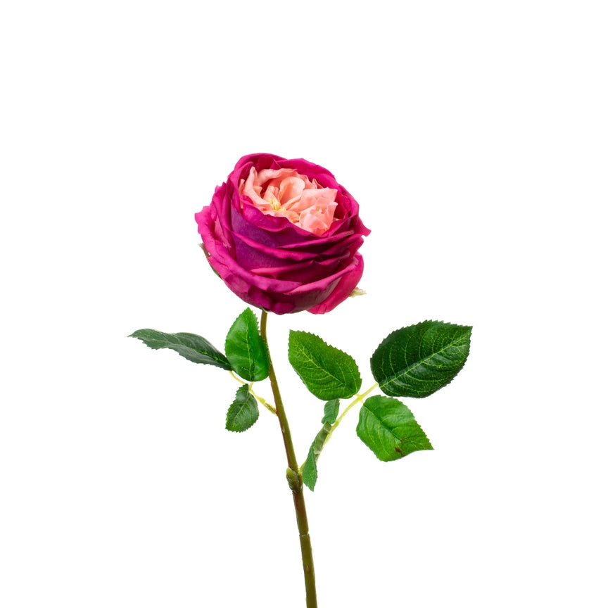 Fuchsia English Rose Stem