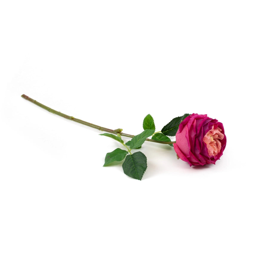Fuchsia English Rose Stem