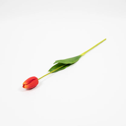 Orange Tulip Stem